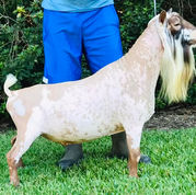 GCH Phoenix Farm Icebird Legacy *B