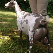 SGCH Phoenix Farm Summer Bird 4*M EEEE91