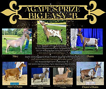 Agapes Prize Big Easy