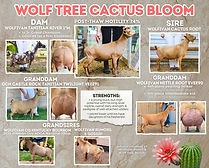 Wolf Tree Cactus Bloom