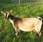 SG Old Mountain Farm Sirocco 4*M EEEE91
