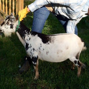 Better Wayz Black Angus *B VVV86