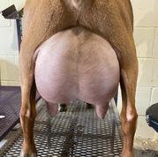GCH Wood Bridge Farm Hnysucklerose 3*M +EVE89