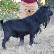 Sugar Moon NS Ezekiel