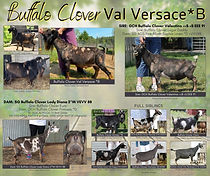 Buffalo Clover Val Versace.