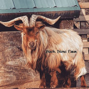 Old Mountain Farm Romeo ++B