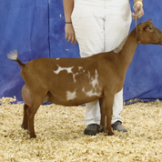 GCH Wood Bridge Farm Hnysucklerose 3*M LA +EVE 89