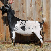 GCH Alethia CTO Eye of the Tiger +*B