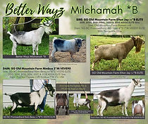 Better Wayz Milchmah