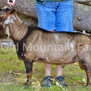 SG Old Mountain Farm Stag ++*B VEE88
