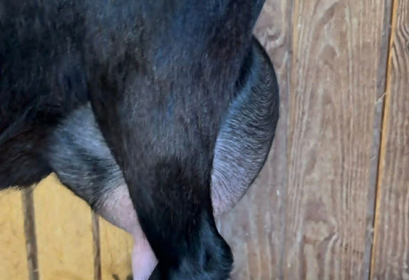 Leap of Faith Farm Blue Moon GVGV85