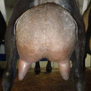 SG Sugar Moon V Zuzanna 4*M +VVV87