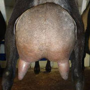 SG Sugar Moon V Zuzanna 4*M +VVV87