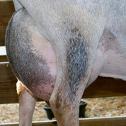 SGCH Waterloo Pond RHP Nutmeg 3*M EEEV90