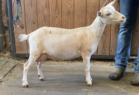 Leap of Faith Farm Caramel