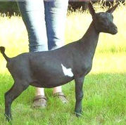 SG NC Promisedland SIA Zephyr 3*M