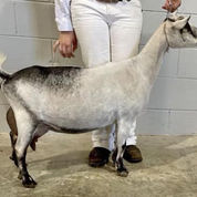 GCH Phoenix Farm IDA Special Order 1*M VEEE91