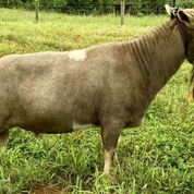 SG Old Mountain Farm Elton Jay ++*B