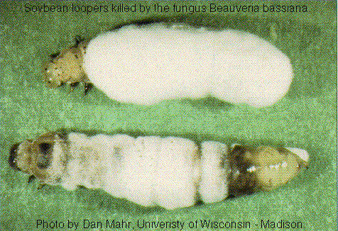 Soybeans killed by a fungus