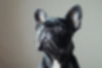 magnific-SDLynP5773bMkCj59yQI-catchpole_minimalist_japanese_calligraphic_puppy_portraits_6
