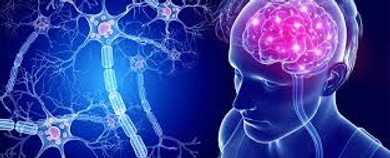 download Brain.jfif