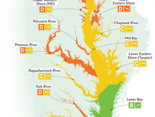 UMCES’s Chesapeake Bay and Watershed Report Card Shows Declined Health from 2024, Presents Long-Term Improvement