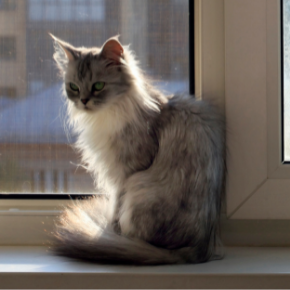 ‘Pain’ behaviours that every cat owner should be able to spot