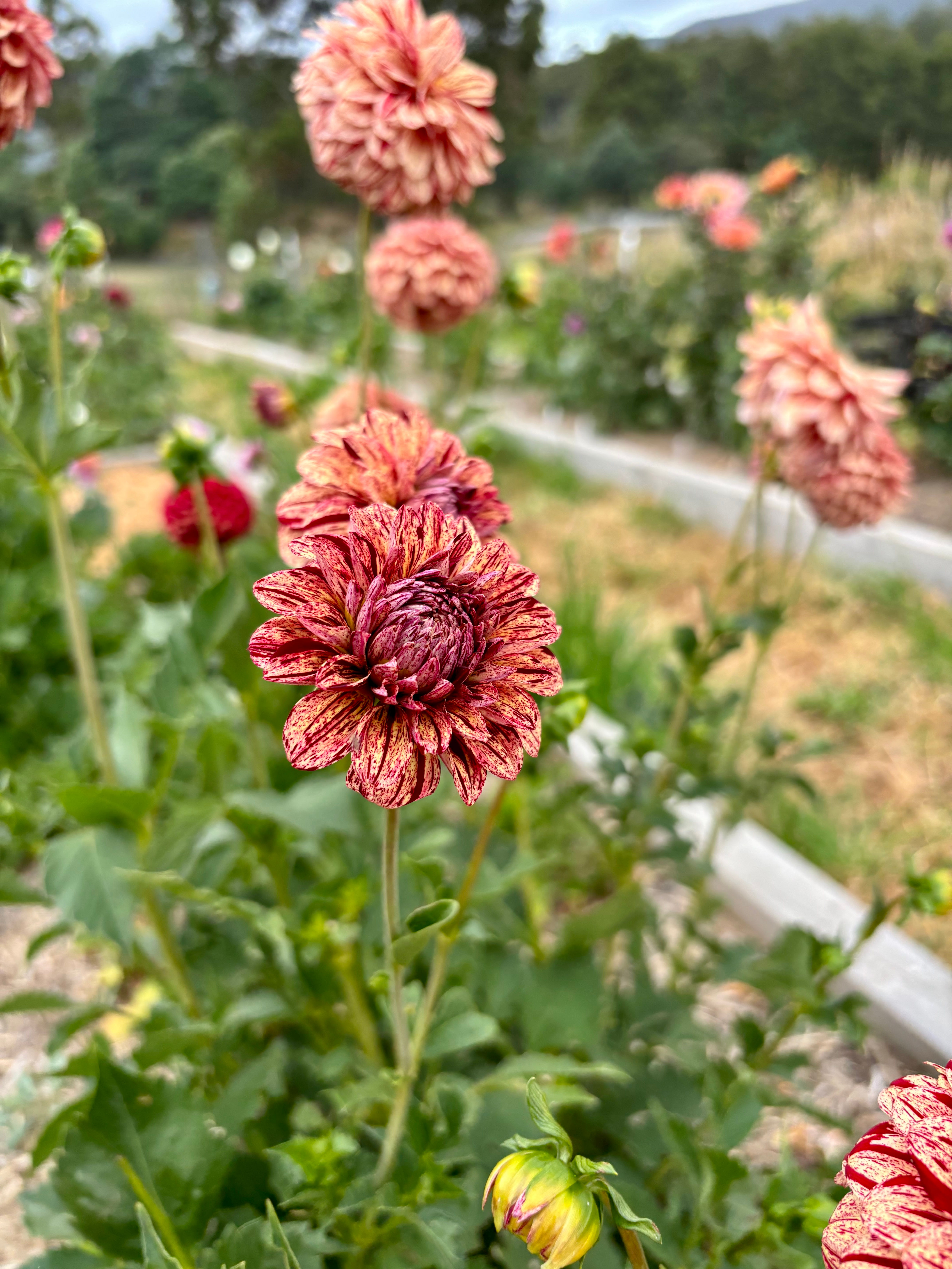 Florelie Raspberry Cheesecake