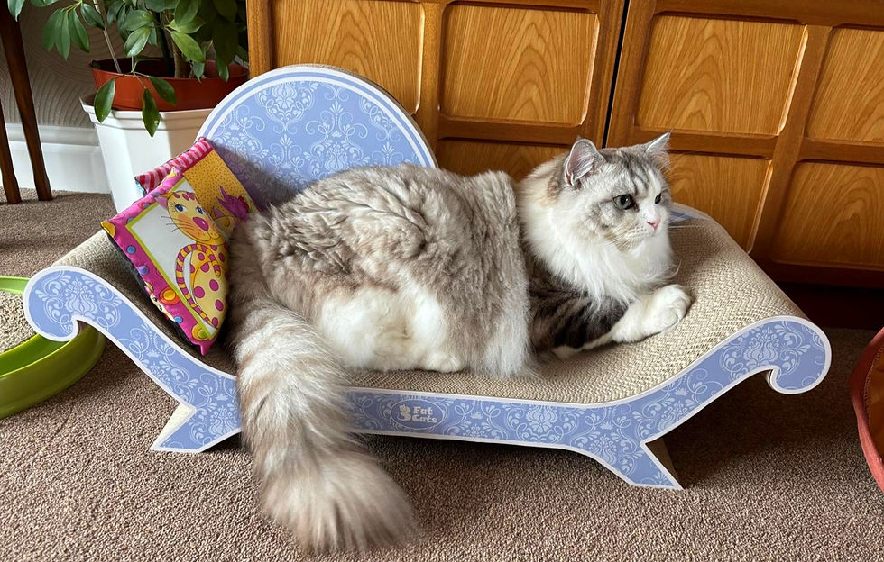 Thumbnail: THE KITTY BERGERE