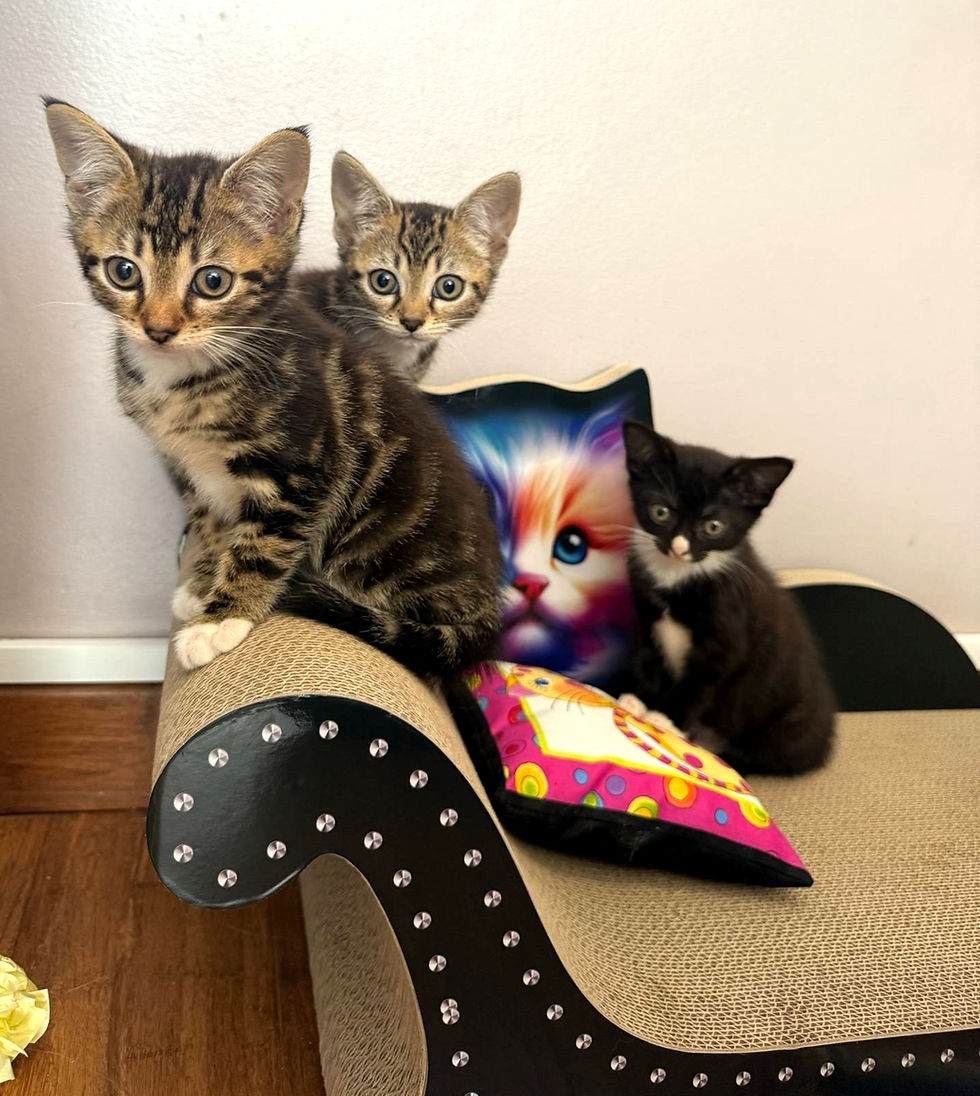 Thumbnail: THE KITTY BALOU