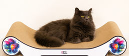 Why Do Cats Need to Scratch?