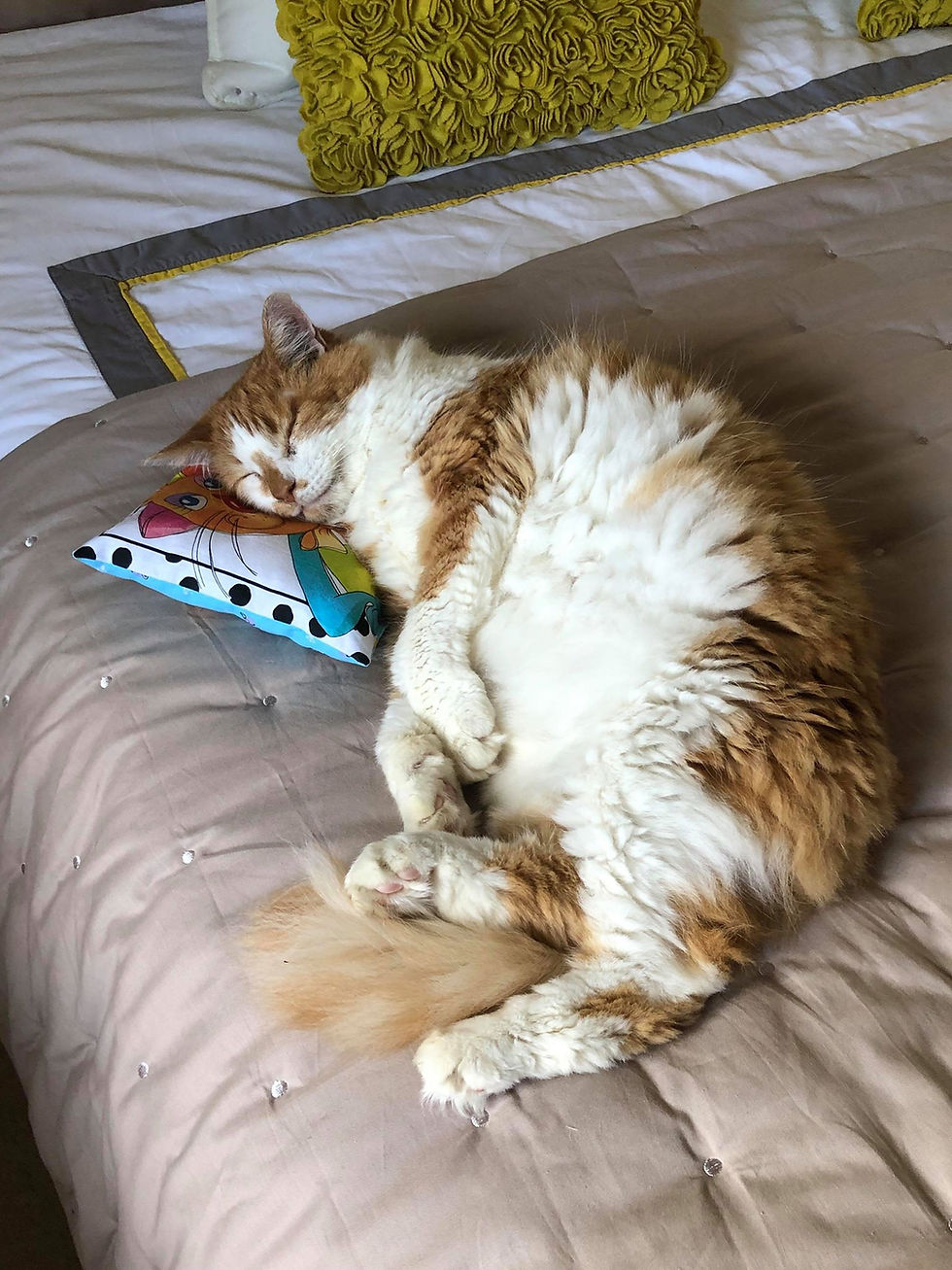 Thumbnail: DAY DREAMER CATNIP PILLOW WITH RATTLE