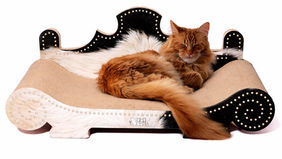 Farmhouse Style Cat Furniture Ideas