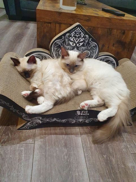 Thumbnail: Two kitties onThe Roman Emperor