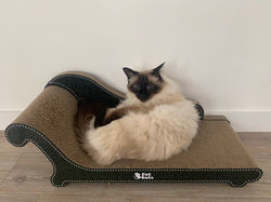 Cat Scratch Furniture | 3 Fat Cats