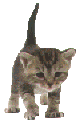 Animated cat on 3 Fat Cats Cubes