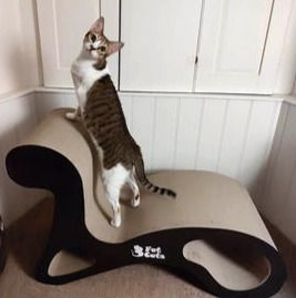 Thumbnail: Kitty on the Supreme Choice