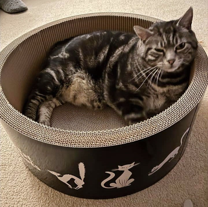 Thumbnail: Kitty in the Fatboy