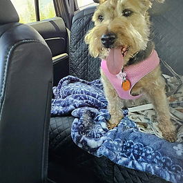 Abby (Available Pet)