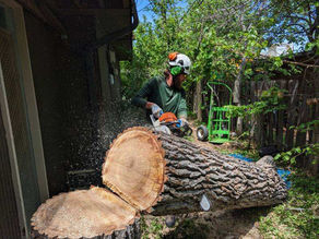 Tree Trimming in Austin, TX