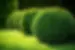 blog-334-five-simple-steps-to-tree-and-shrub-care.webp