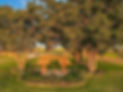 CC-Pergola.jpeg