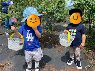 おひさまくらぶ ブルーベリー狩り