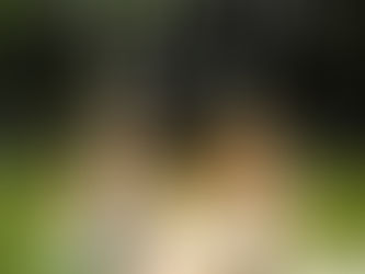 Since You've Been Gone by Morgan Matson