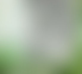 Words on Iron Cat by Julie Kagawa (An Iron Fey Companion)