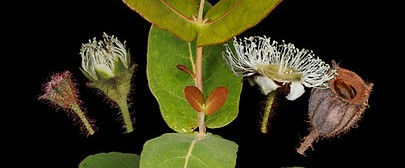 New Arboretum Events