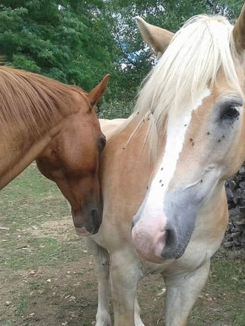 chevaux.jpg