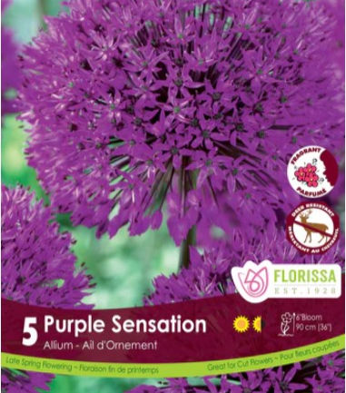 Allium - Purple Sensation