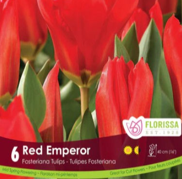 Tulip Double Fosteriana - Red Emperor