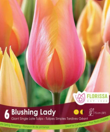 Tulip Triumph - Blushing Lady